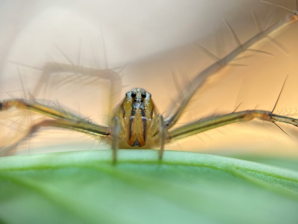 Australian whistling spider in its rainforest burrow