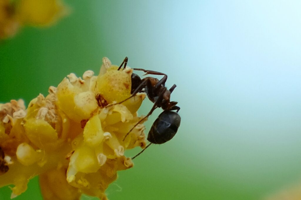 Scientists studying the agricultural behaviors of ants.