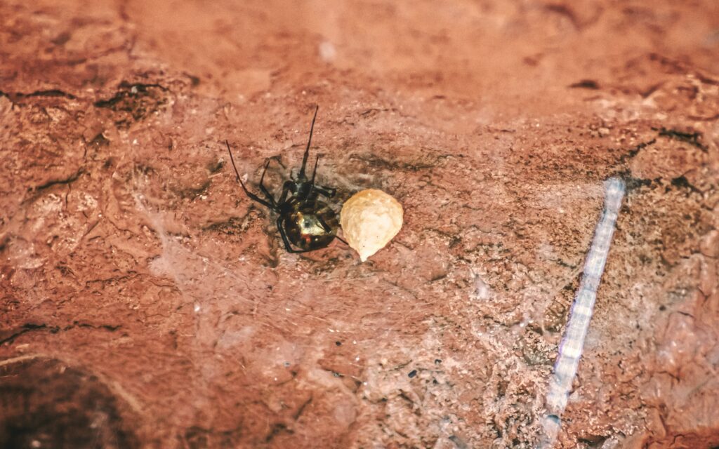 A spider carrying an egg sac with spiderlings emerging