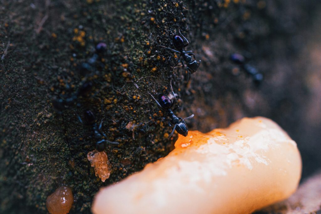 Environmental or predator challenges ants face in maintaining aphid farms.