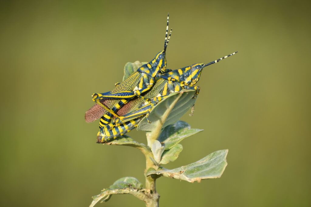 Male and female leaf insects showing body size difference.