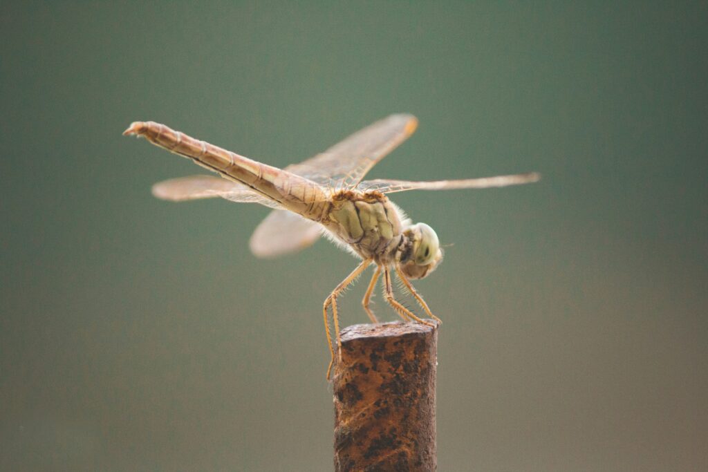 Close-up of a stick insect, known for its calm and gentle nature.