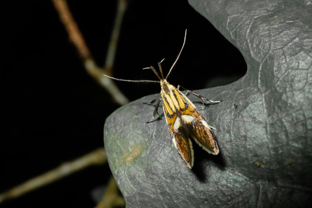 A symbolic image of an insect in an unexpected, bizarre place.