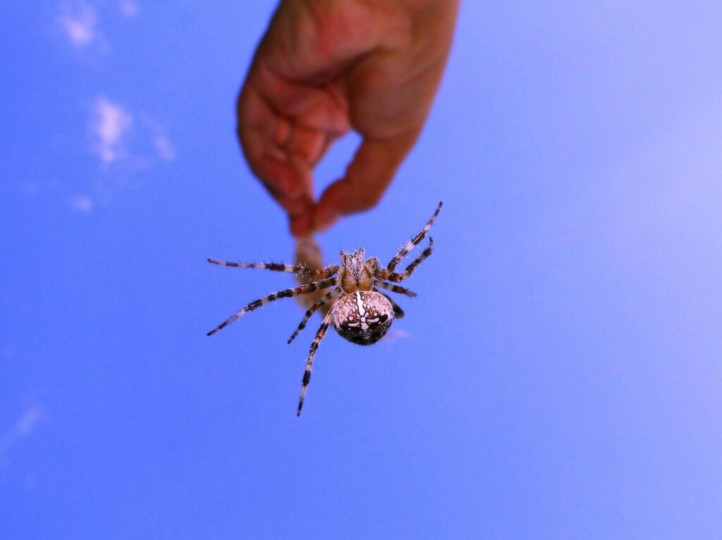 A plastic catch cup and soft brush being used to safely guide a tarantula without direct contact