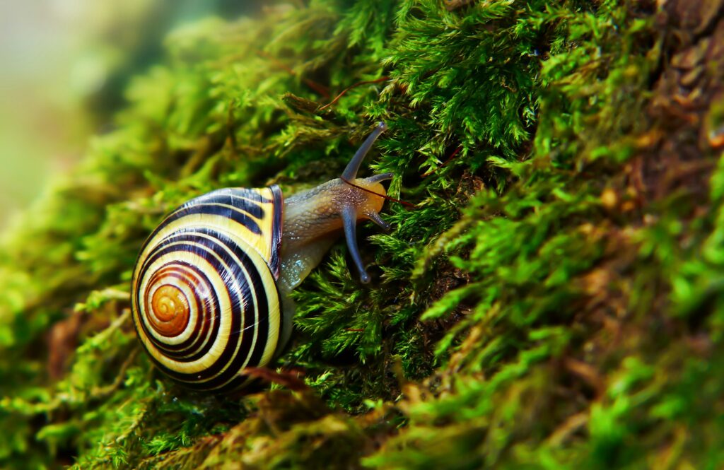 Giant African land snail, often kept as a pet despite not being an insect.