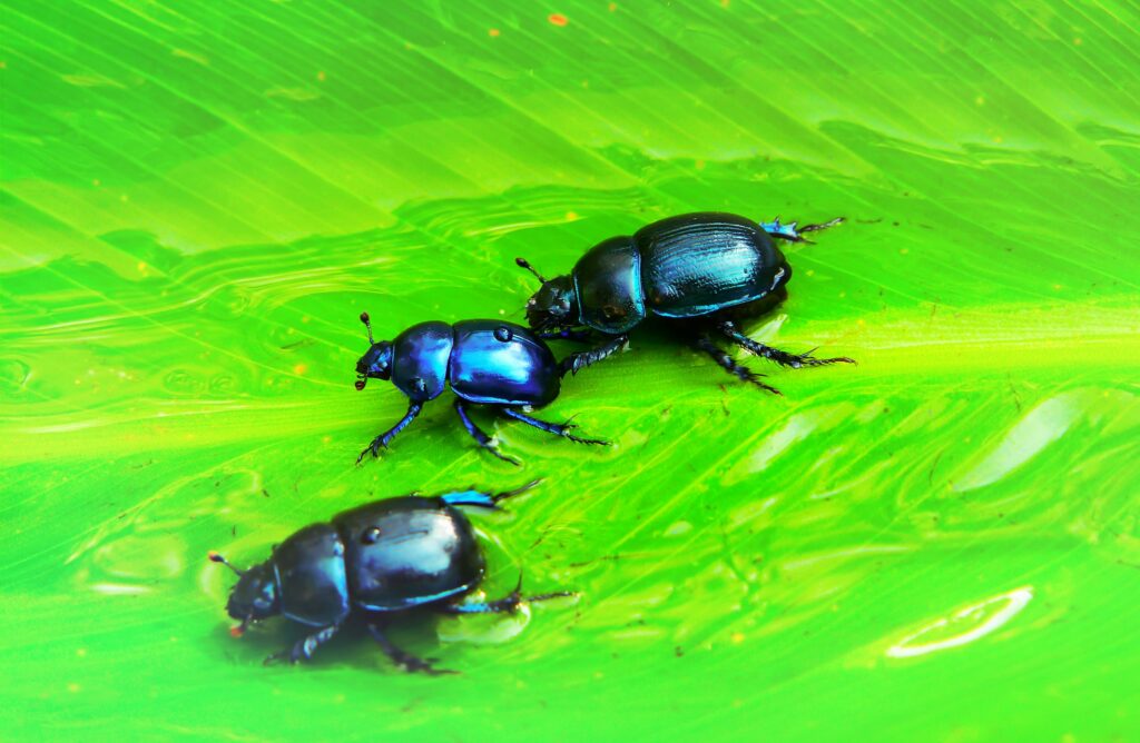Ground beetles benefiting farmers by controlling pests.