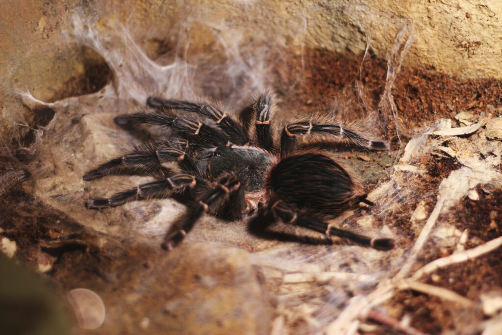 Habitat type influencing venom development in spiders.