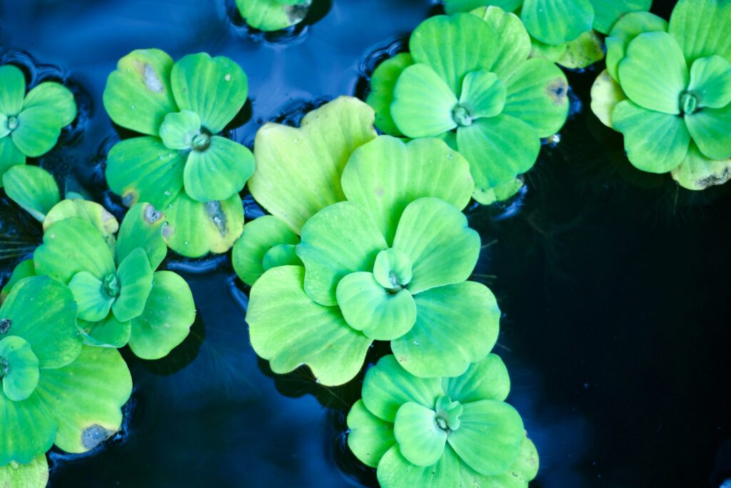 Aquatic plants in a water feature of an insect enclosure, providing a serene environment