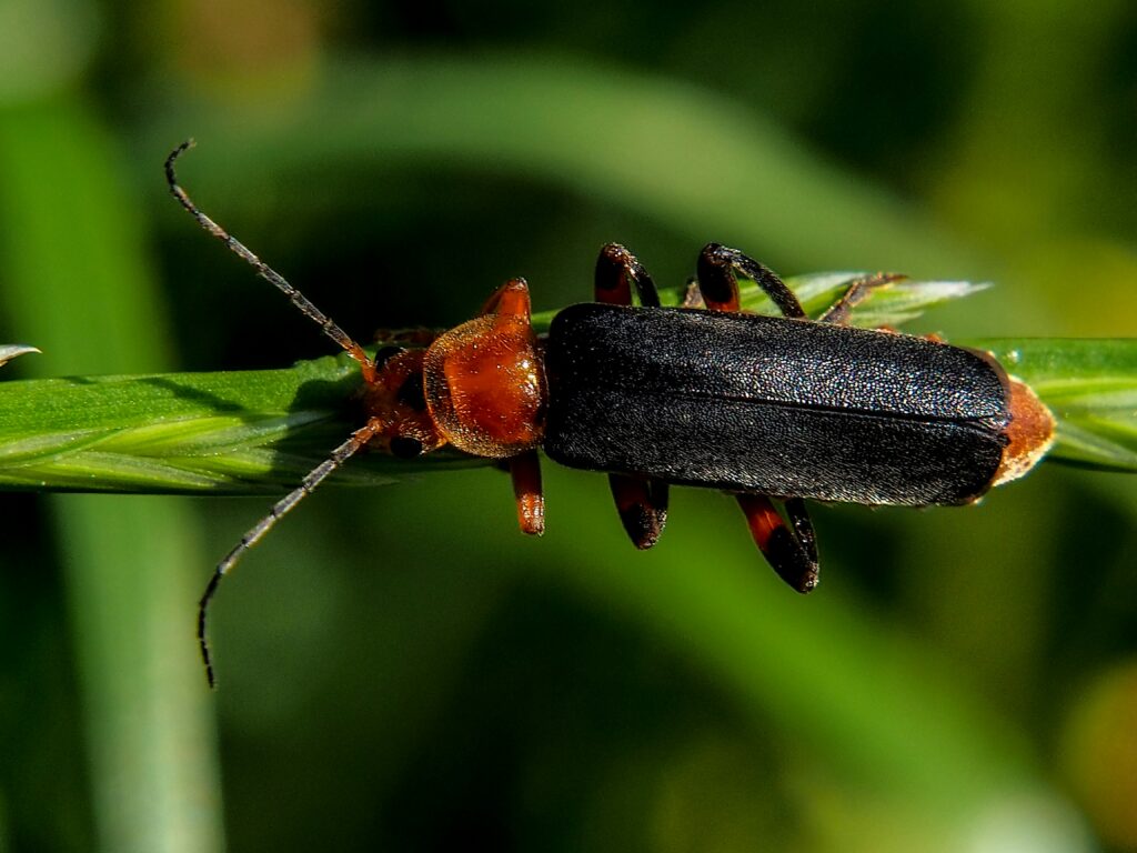 Bombardier beetle releasing a defensive chemical spray.