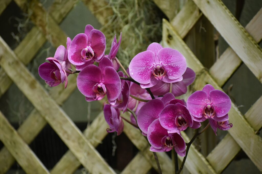 Orchids adding beauty and a tropical feel to an insect habitat.