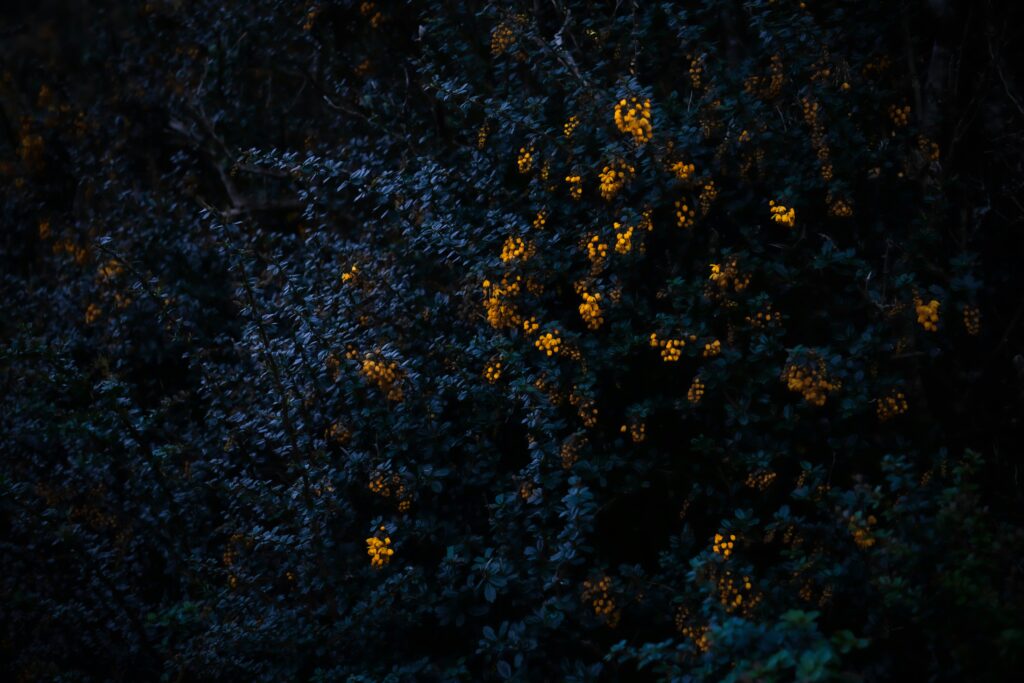 Fireflies using light signals for mating behavior.