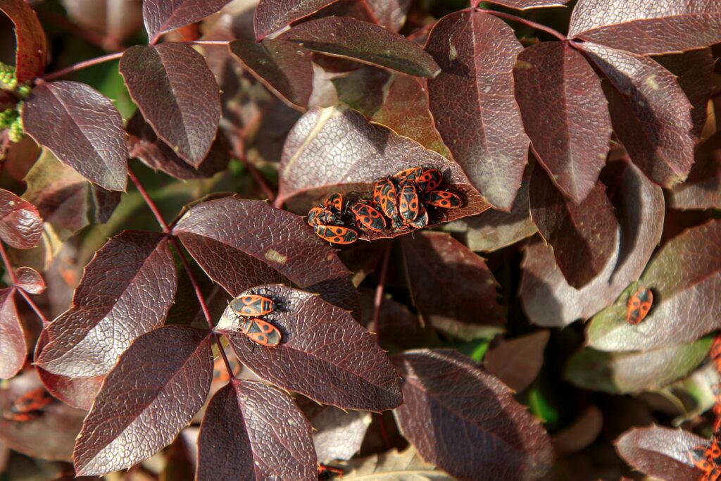 Assassin bug carrying prey remains as a disguise.