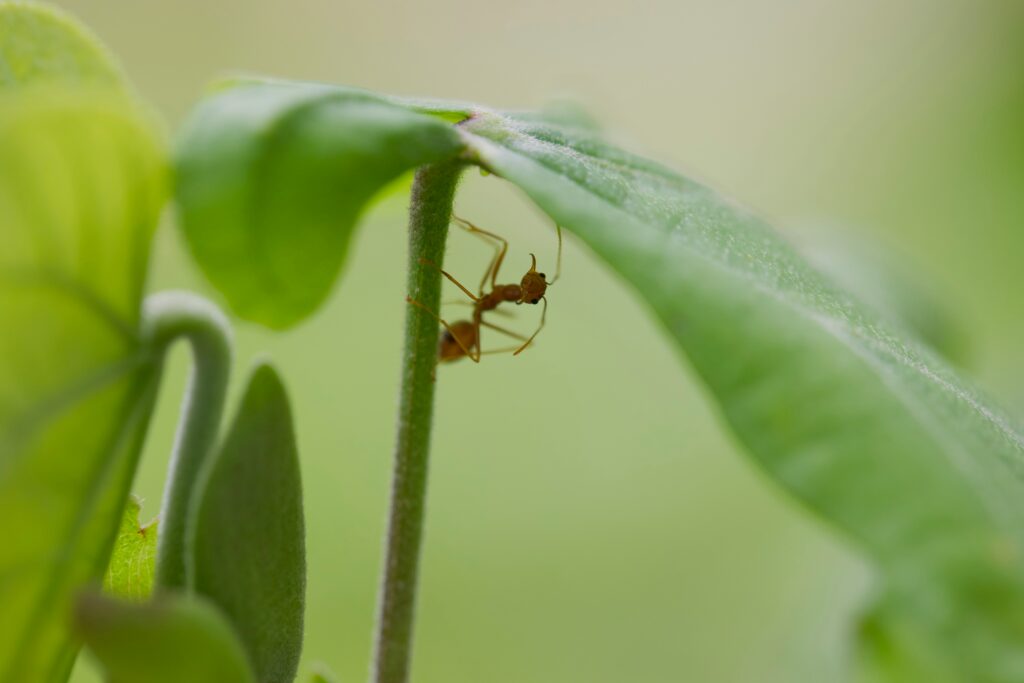 Multiple ant species shown practicing insect farming.