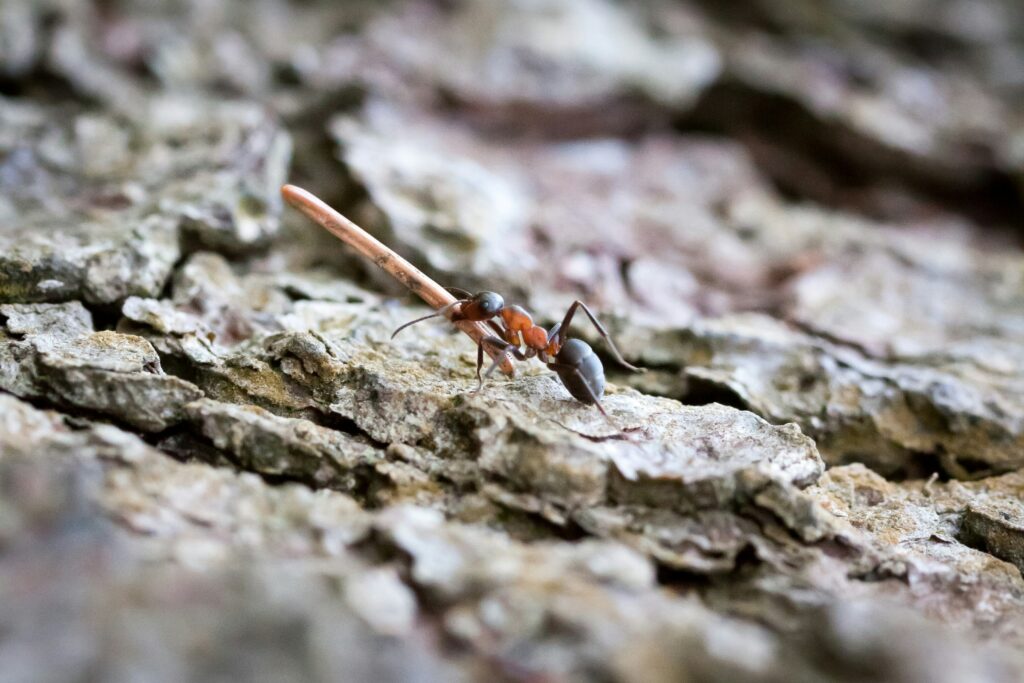 Modern insect on bark symbolizing survival through ages.