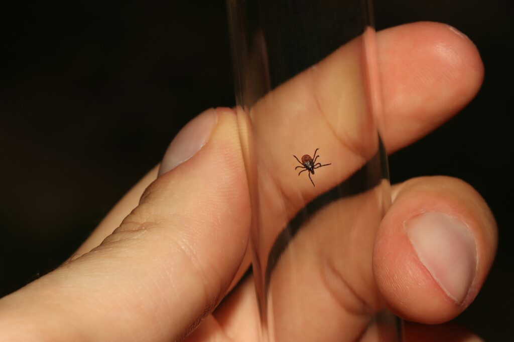 A fishing spider calmly resting on a human hand