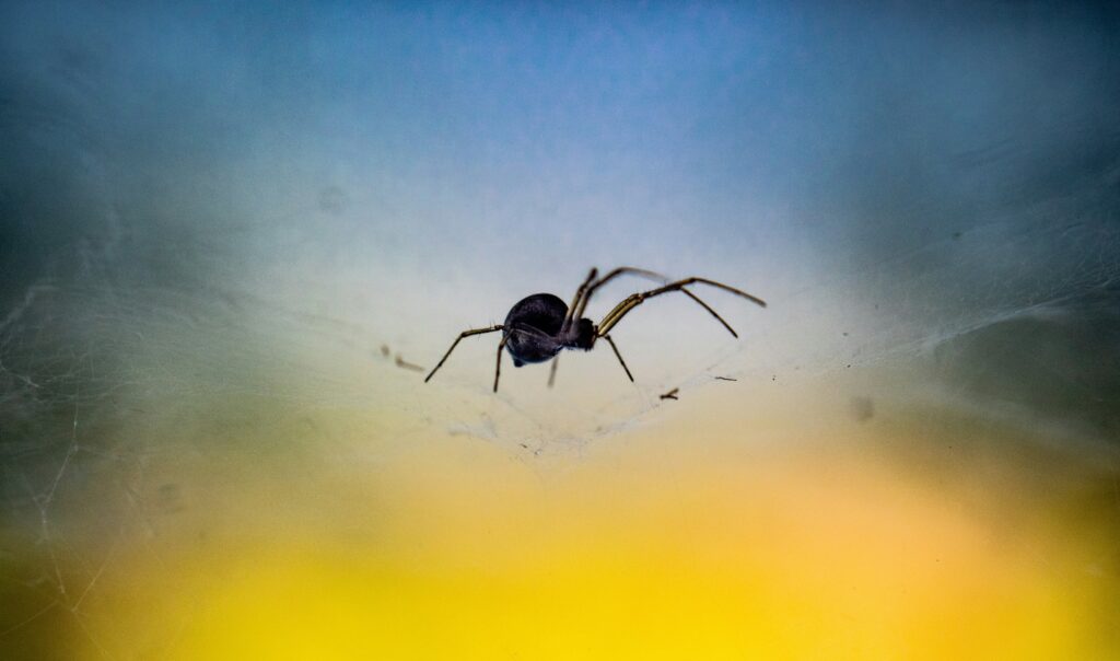 A fishing spider in its natural habitat near a pond