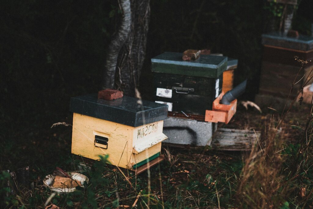 Essential tools and equipment needed for beginners keeping insects.