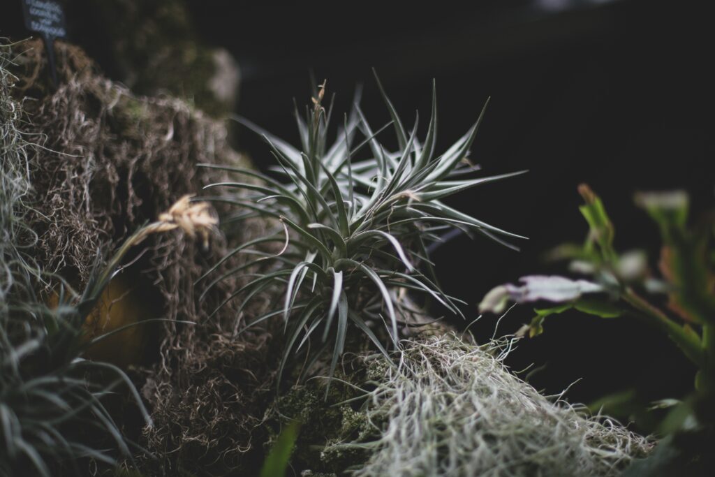 Air plants integrated into an insect habitat, offering unique visual appeal.