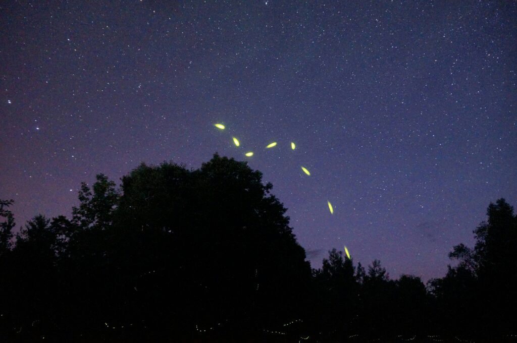 Fireflies glowing at night in a natural setting.