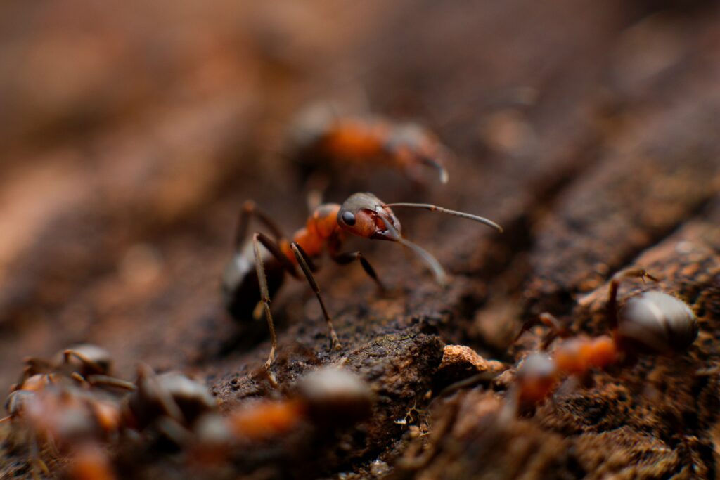 Ants harvesting honeydew from aphids as a food source.