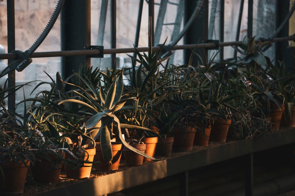 A list of toxic plants that should be avoided in insect enclosures for safety.
