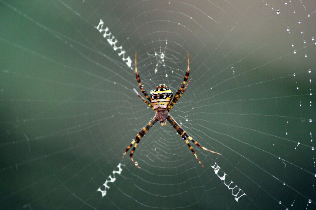 Symbolic image of spider showing the brilliance of evolutionary design.