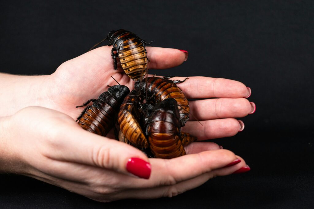 A person gently handling a pet cockroach with care.
