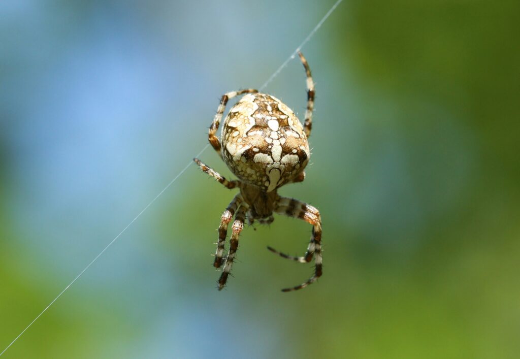 Respecting Arachnid Defenses