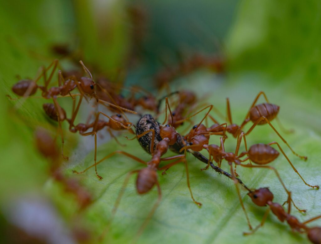 Ants tending to a group of aphids like tiny farmers.