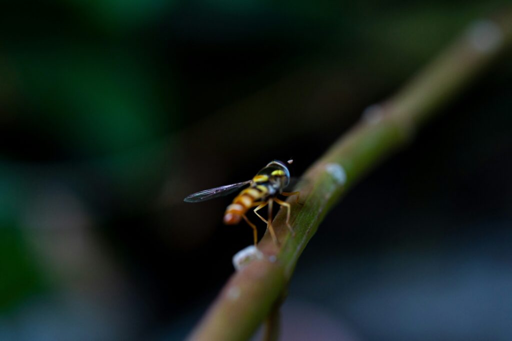 Close-up of a firefly showing the light-producing organ.