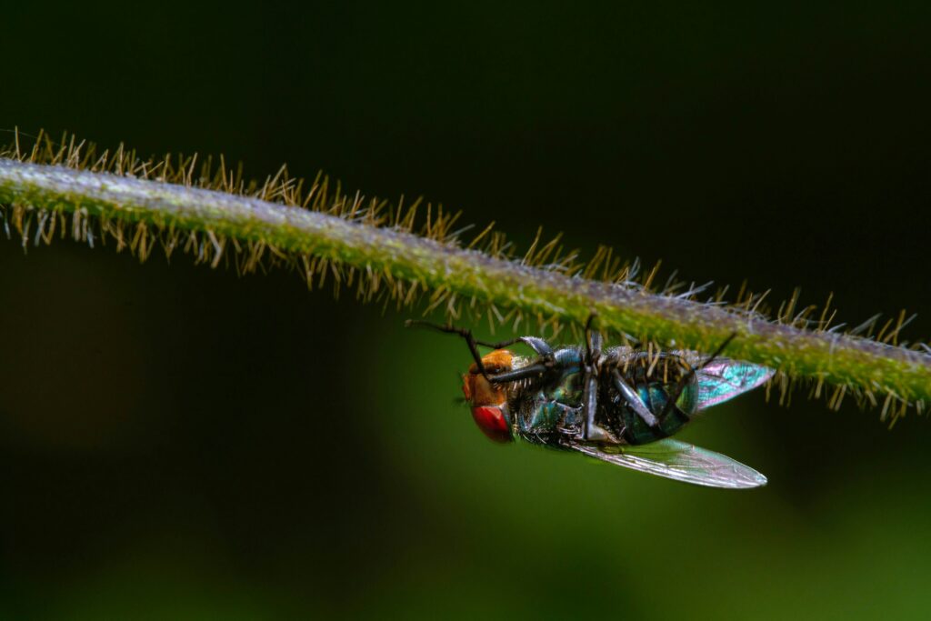 Illustration of insect speed as a marvel in the miniature natural world.