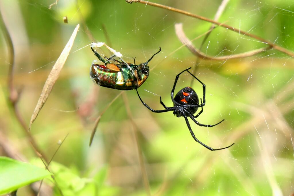 A visual of predator-prey interaction showing evolutionary tension.