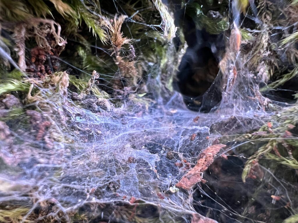 Different silk structures used in real and fake spider burrows