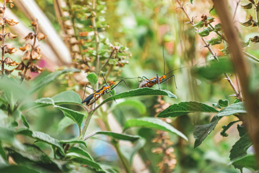 Best Plants for Pet Insect Enclosures – Create a Thriving Ecosystem