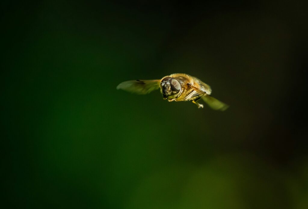 Researcher measuring the speed of an insect using lab tools.