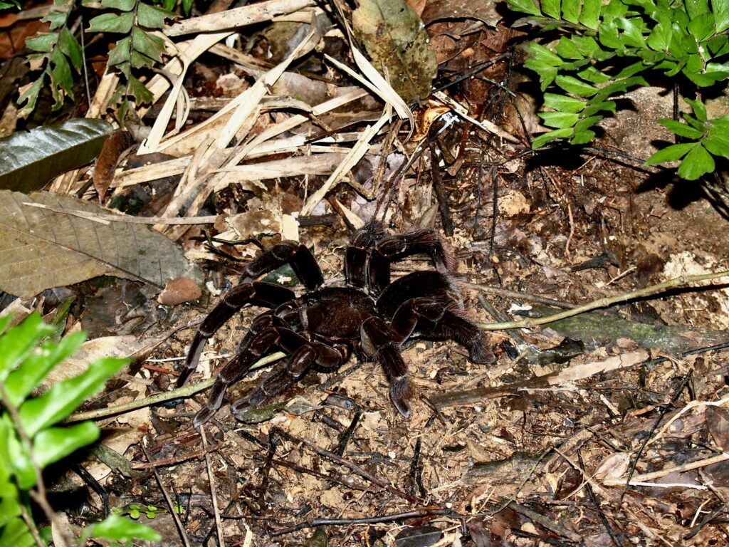 Non-venomous spider building a fake burrow for protection