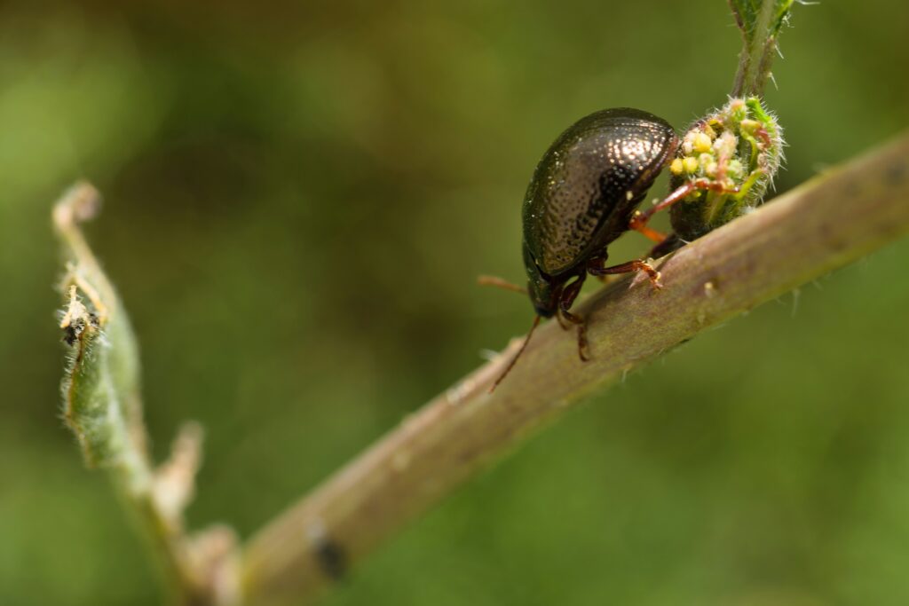 Ground beetles interacting through body signals or chemicals.