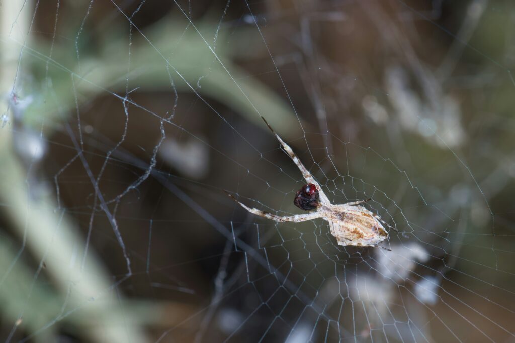 Spider feeding on immobilized prey through external digestion.