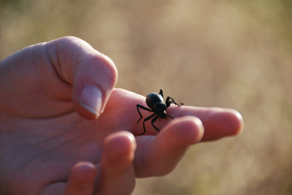 A variety of easy-to-care-for pet insects for beginners.