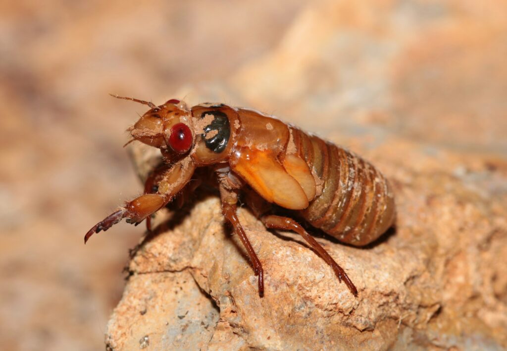 A collection of exotic cockroach species commonly kept as pets.