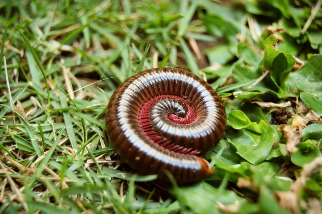 A millipede on a surface, moving slowly and efficiently decomposing organic matter.
