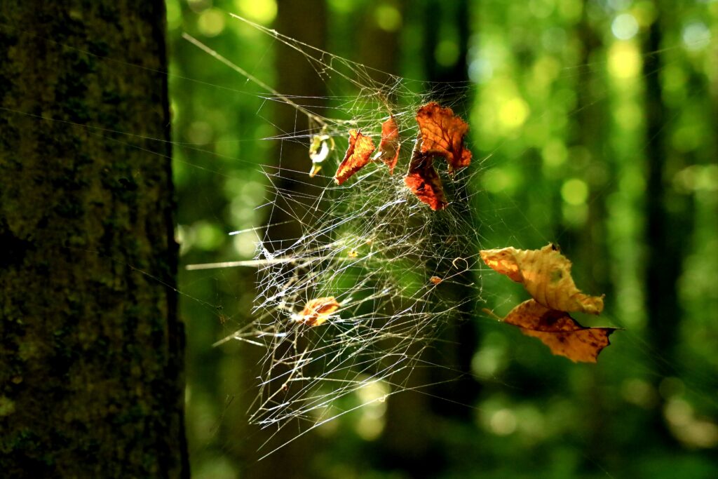 Sydney funnel-web spider guarding its burrow entrance in the forest