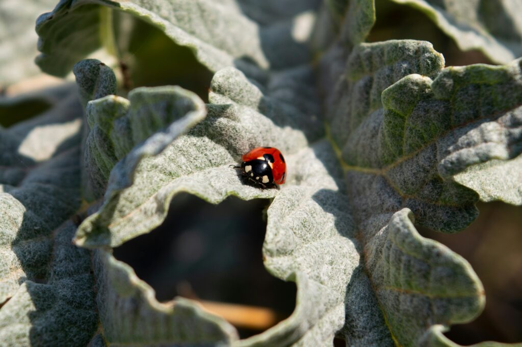 Ground beetle preying on harmful insects in a garden.