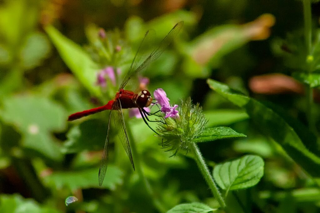 Insect being fed optimal food in captivity.