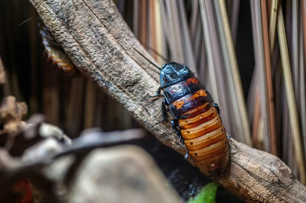 A breeding colony of cockroaches with multiple life stages visible.