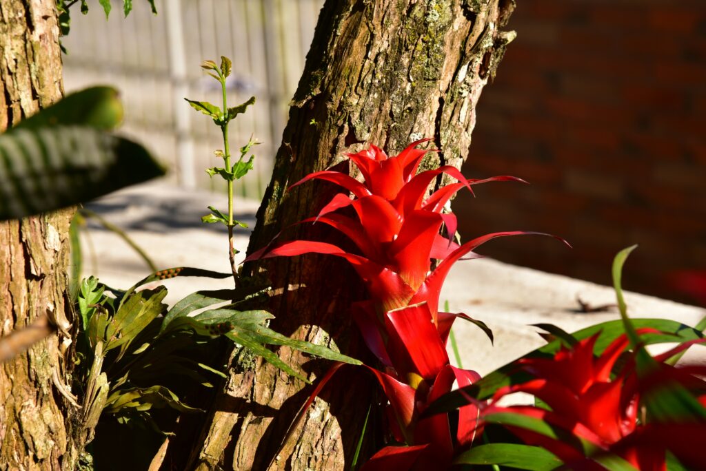 A close-up of bromeliads in an insect enclosure, providing a naturalistic environment.