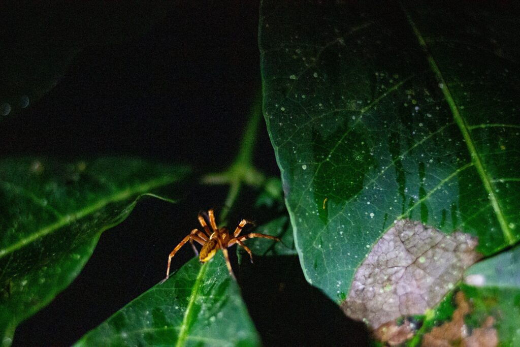 A researcher examining a fishing spider in a lab setting