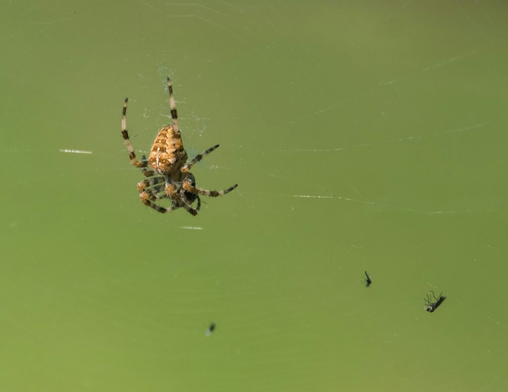 A venomous spider striking its prey at lightning speed.