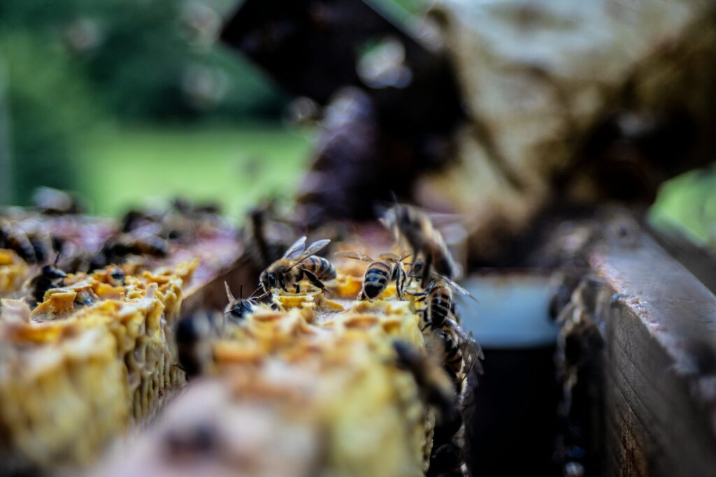 Captive insects as part of a conservation program.