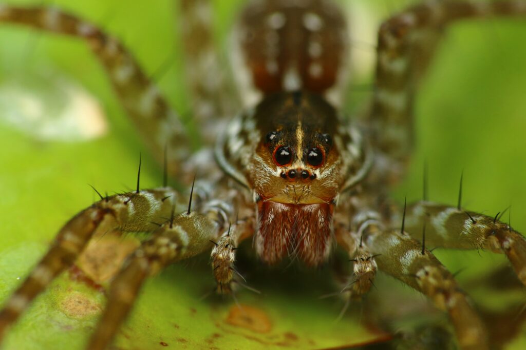 Jumping spider with large intelligent-looking eyes.